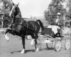 stallion Oregon (Gelderland, 1950, from Kurassier)