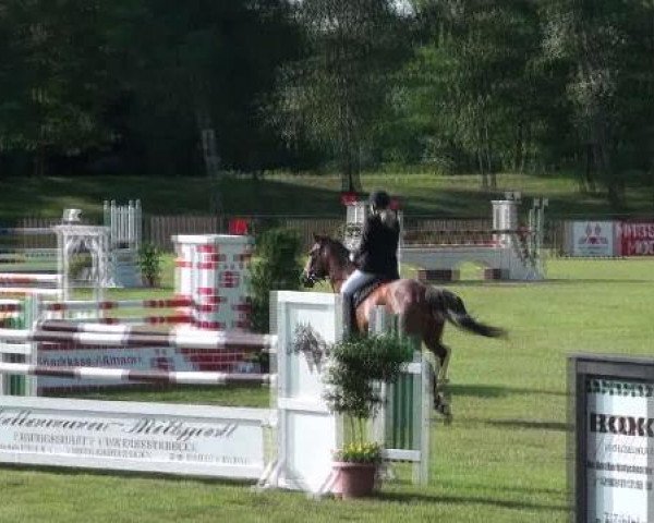 broodmare Cora (German Sport Horse, 2005, from Collini)