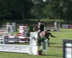 broodmare Cora (German Sport Horse, 2005, from Collini)