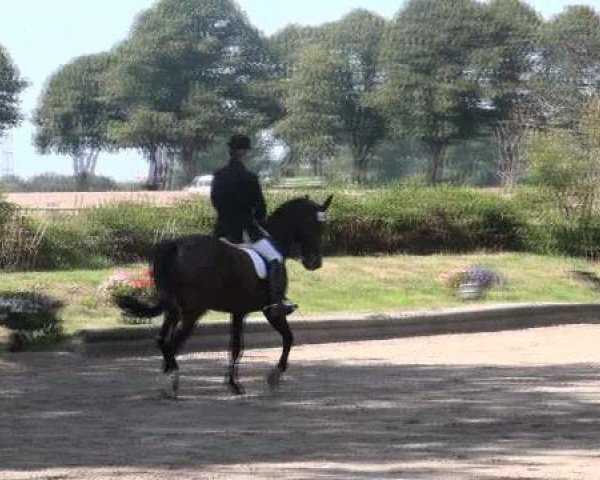 dressage horse Michel Angelo 3 (Westphalian, 1994, from Montmartre)