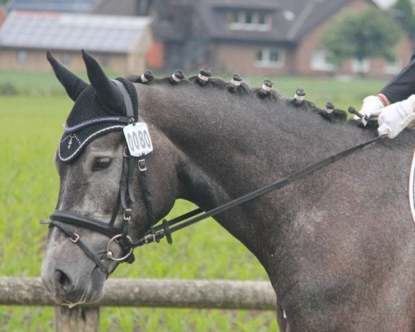 dressage horse Ciampino B (Westphalian, 2007, from Cristallo I)