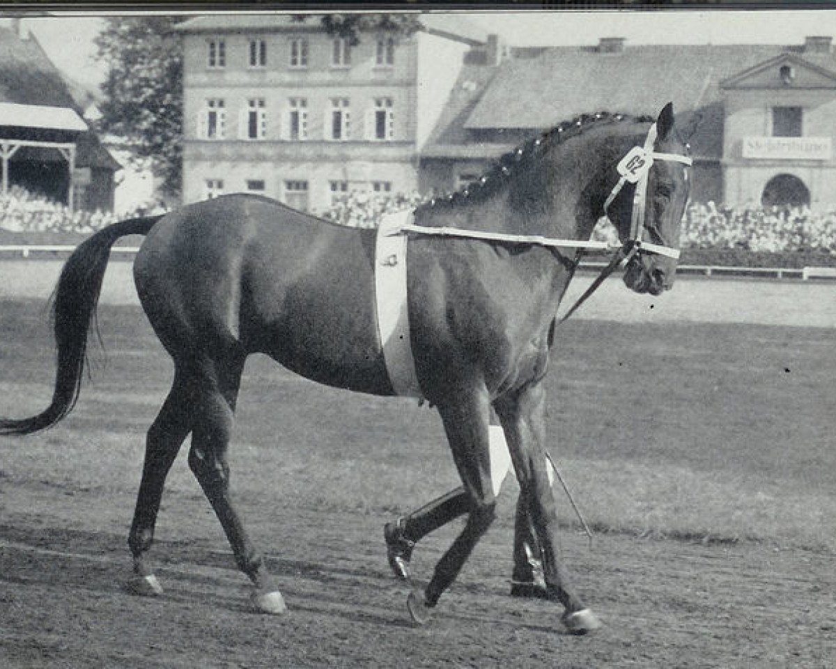 stallion Perser xx (Thoroughbred, 1952, from Abendfrieden xx)