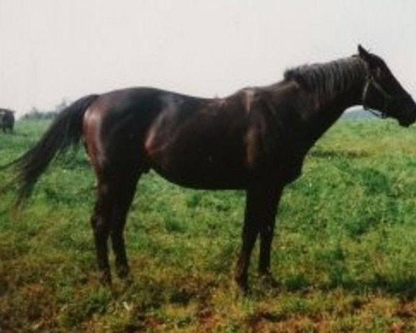 Deckhengst Turfkönig xx (Englisches Vollblut, 1986, von Anfield xx) Deckhengst Turfkönig xx (Englisches Vollblut, 1986, von Anfield xx)