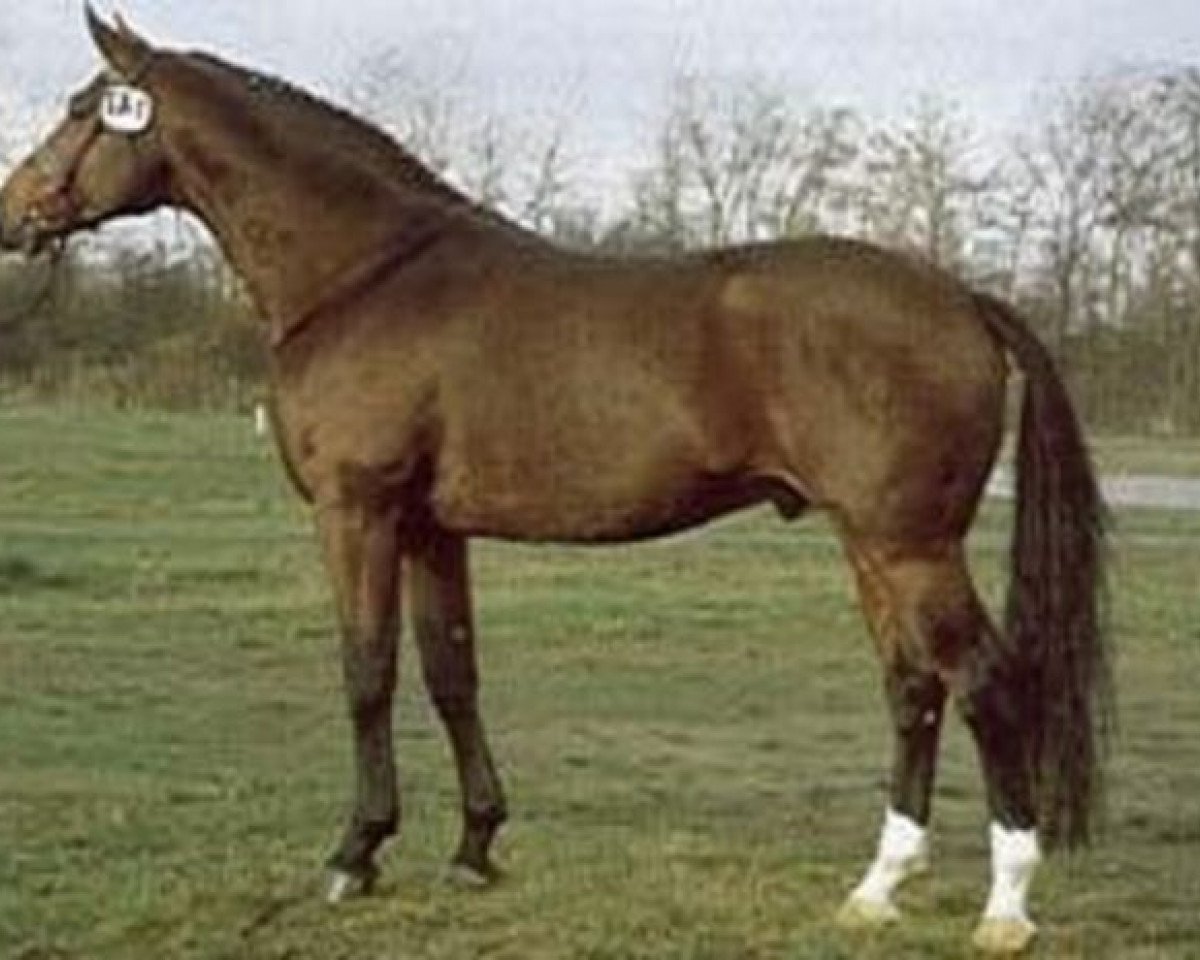 Deckhengst Manstein (Hannoveraner, 1979, von Matrose)