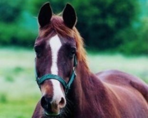 broodmare Herzchen (Trakehner, 1977, from Ginster) broodmare Herzchen (Trakehner, 1977, from Ginster)