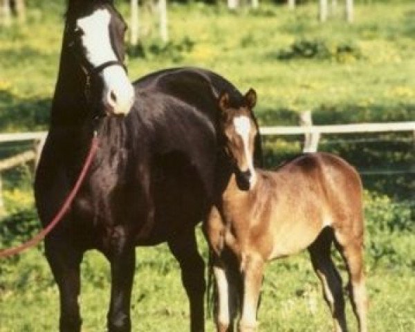Zuchtstute Herzlani (Trakehner, 1991, von Kostolany)