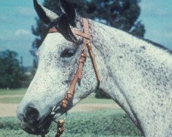 broodmare Maisa RAS (Arabian purebred, 1948, from Shahloul 1931 RAS)