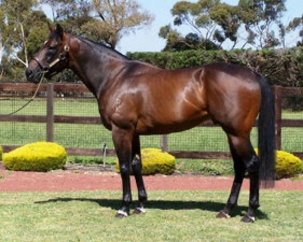 stallion Al Samer xx (Thoroughbred, 2002, from Redoute's Choice xx)