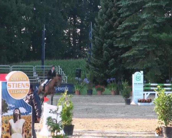 jumper Winzerin (Hanoverian, 1996, from Werther)
