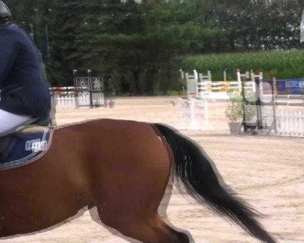 Springpferd Pay Attention 7 (Westfale, 2002, von Popcorn)