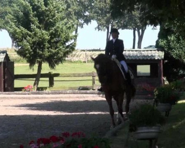 dressage horse Laurentius 15 (Rhinelander, 2003, from Laurentianer)