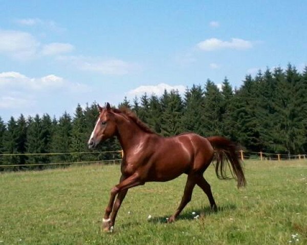 jumper Lord Chamberlain 2 (Polish Warmblood, 1999, from Sir Chamberlain)