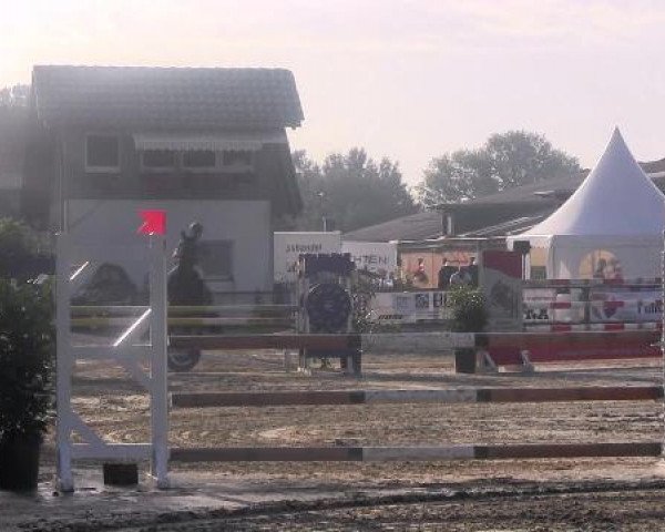 dressage horse Lumos (Hanoverian, 2005, from Lacantus)