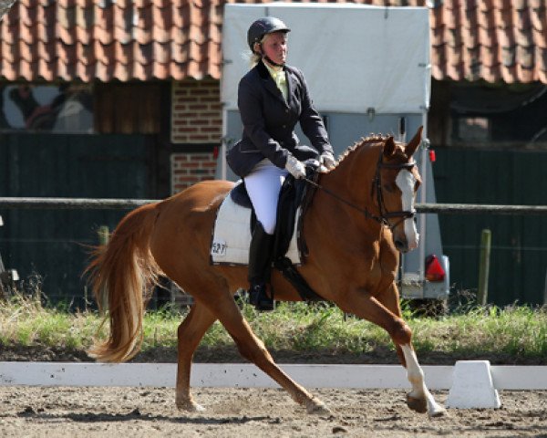 Cavallo da Dressage For Sandra (Hannoveriano, 2006)