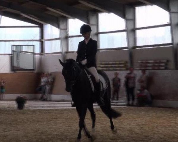 Deckhengst Mc Fly High D (Deutsches Reitpony, 2008, von Mr.Hale Bob)