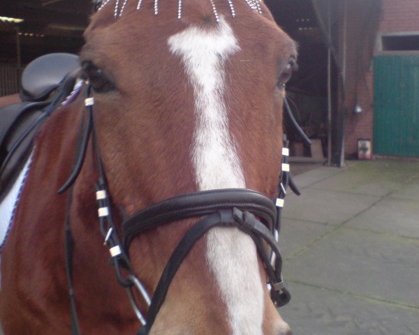 horse Mister Wladi xx (Thoroughbred, 1989, from Wladimir xx)