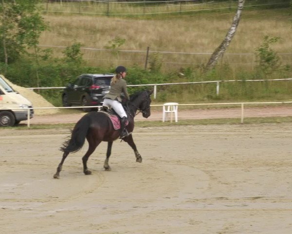 Reitturnier Heiligenwald 2022