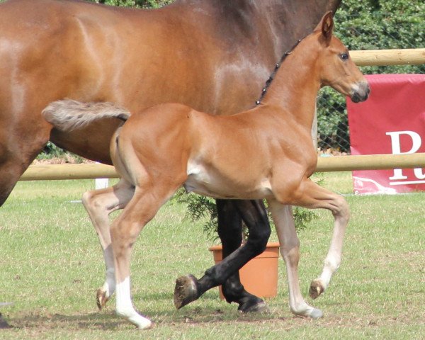 horse Stute von Daily Deal (Westphalian, 2012, from Daily Deal)