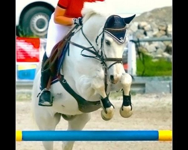 jumper Zobel (German Riding Pony, 1994, from Zaid ben Raswan ox)
