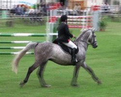 jumper Cool Man F (German Sport Horse, 2005, from Cincinatti)