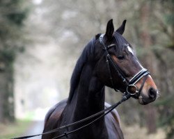 jumper La Cora 4 (Hanoverian, 2015, from Livaldon)