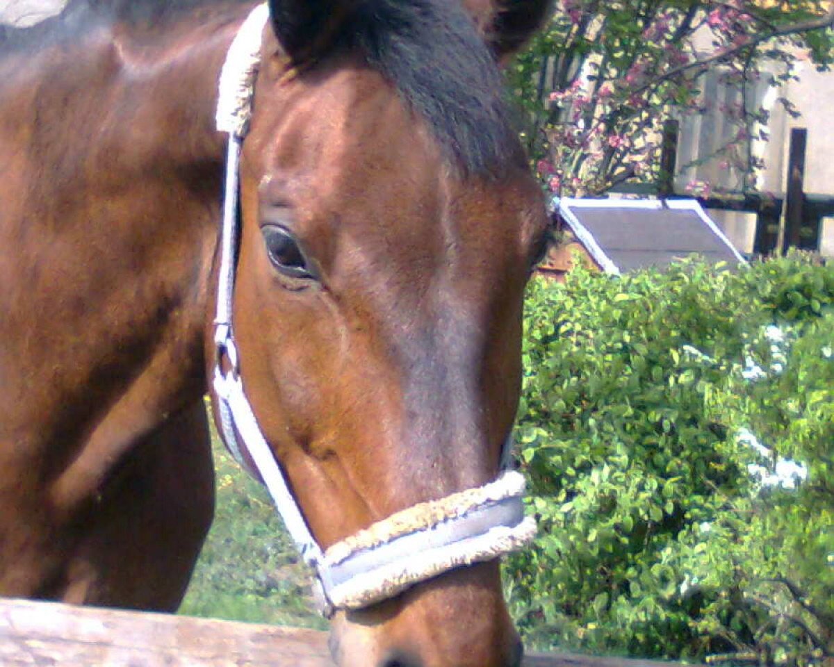 Pferd Antonius 42 (Oldenburger, 1994, von Argentinus)