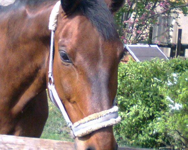 horse Antonius 42 (Oldenburg, 1994, from Argentinus)