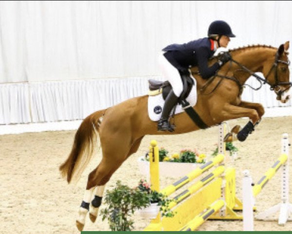horse Roxana 346 (Hanoverian, 2015, from Rocco Granata)