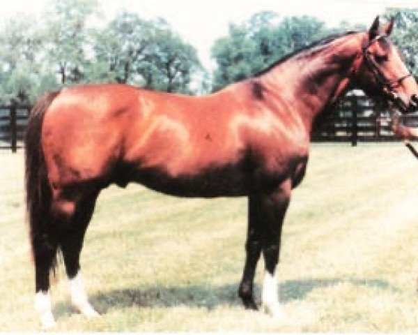 Deckhengst Nostrum xx (Englisches Vollblut, 1971, von Dr. Fager xx)