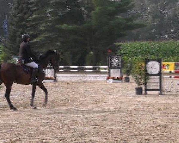 broodmare Violetta Ferrari (Zweibrücken, 2007, from van de Vivaldi)