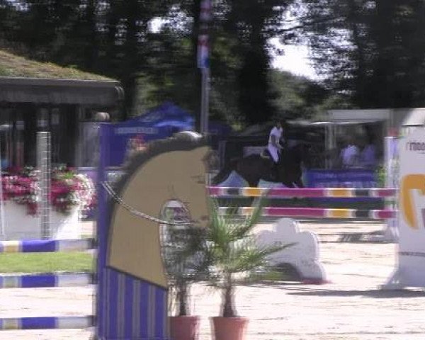 jumper Colin Vdv (KWPN (Royal Dutch Sporthorse), 2007, from Tygo)
