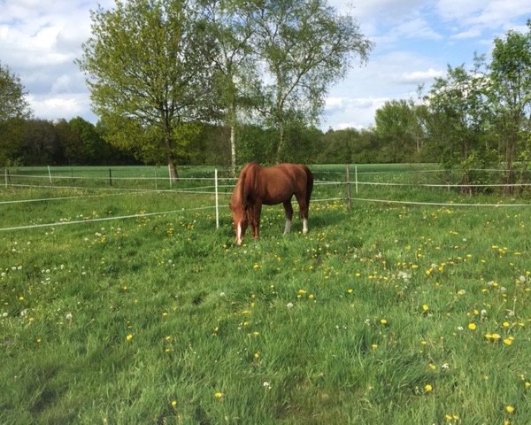 stallion Galib (Saxony-Anhaltiner, 1992, from Galib ben Afas ox,1273)