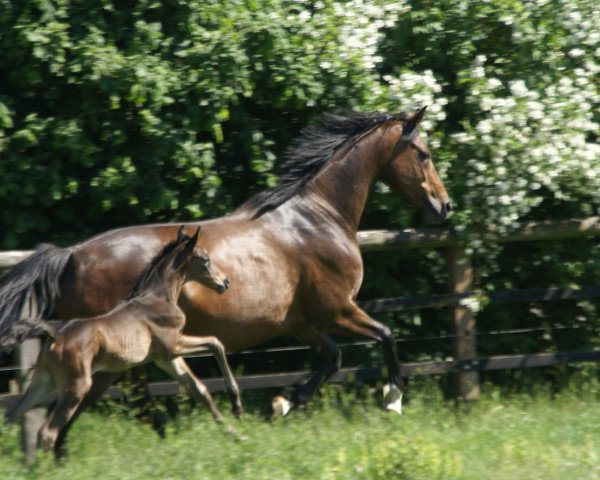 dressage horse Goldball F (Hanoverian, 2011, from Goldfever II) dressage horse Goldball F (Hanoverian, 2011, from Goldfever II)