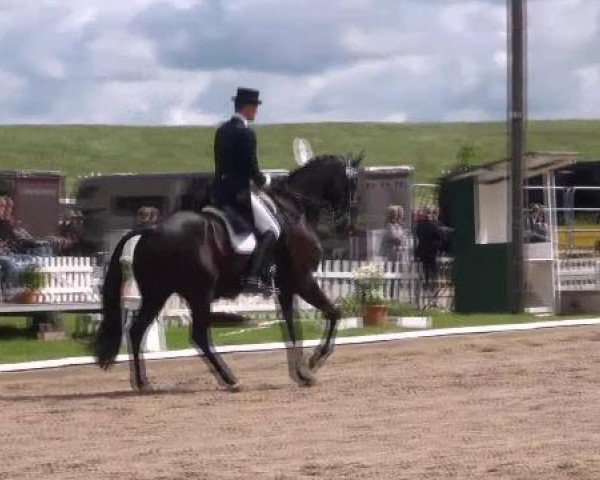 dressage horse Gepetto 30 (Hanoverian, 2003, from Grosso Z)