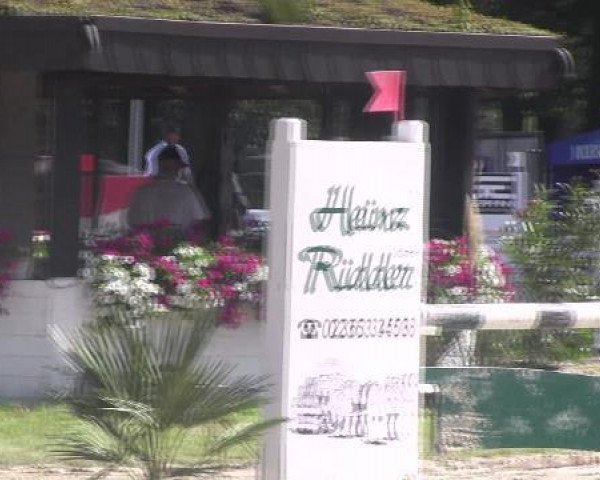 Zuchtstute Padua 97 (Westfale, 2004, von Pep)