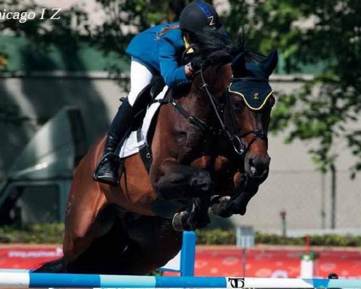 stallion Chicago Z (Zangersheide riding horse, 1999, from Caretano Z)