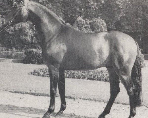 Deckhengst Goldrausch I (Westfale, 1976, von Gottschalk) Deckhengst Goldrausch I (Westfale, 1976, von Gottschalk)