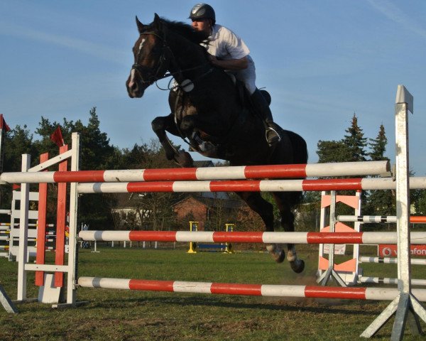 stallion Contendros Boy (German Warmblood, 2003, from Contendro I) stallion Contendros Boy (German Warmblood, 2003, from Contendro I)