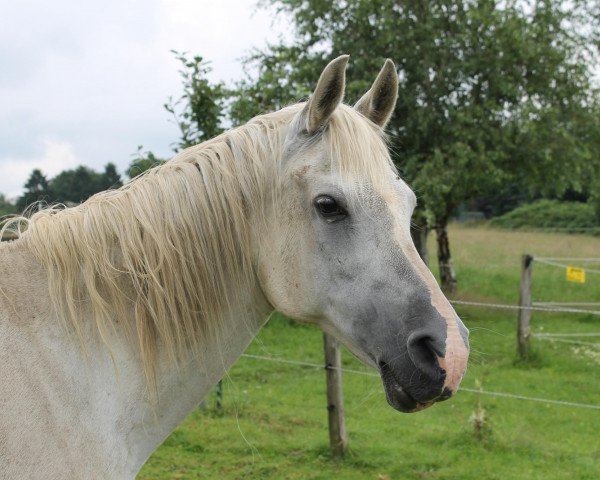 broodmare Shamira II ox (Arabian purebred, 1996, from Sharkassow ox)