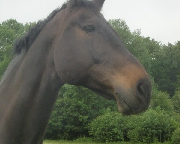 horse Chaplin 38 (Württemberger, 1998, from Calmaro)