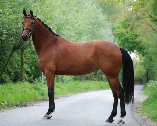 broodmare Chico's Argentina (Württemberger, 2008, from Chico's Boy)