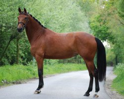 broodmare Chico's Argentina (Württemberger, 2008, from Chico's Boy)