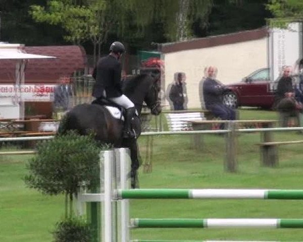 jumper April The First 3 (Oldenburg, 2007, from Askari)