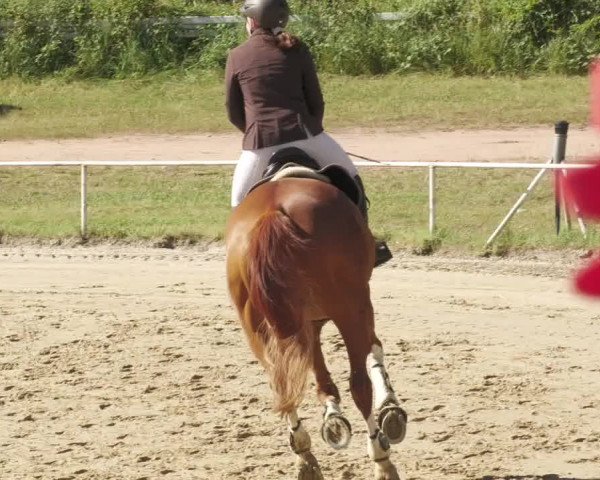 Reitturnier Heiligenwald 2022