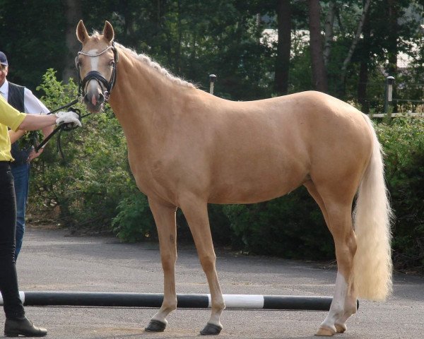 broodmare Wert´s Shine on (German Riding Pony, 2019, from Herzkönig NRW)