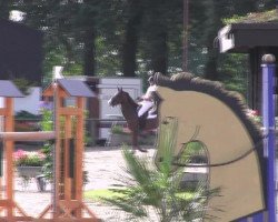 broodmare Joana 32 (unknown, 2003)