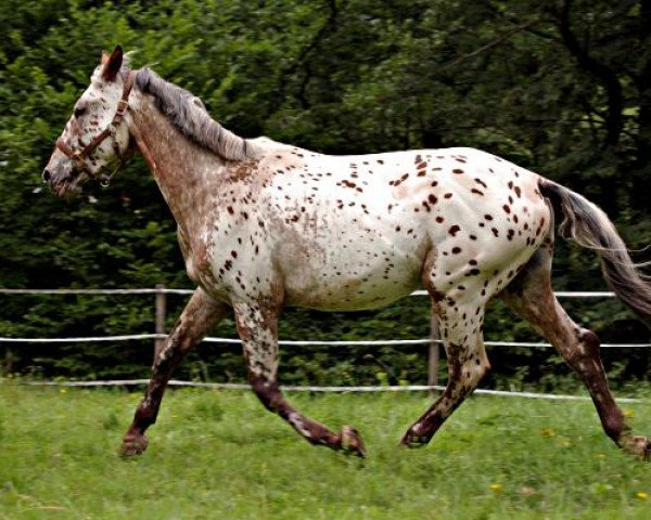horse Aaron (Knabstrupper, 2007, from Askan von der Happy Horse Ranch)