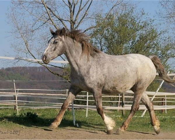 broodmare Joasie v.d. Happy Horse Ranch (Knabstrupper, 1995, from Theis Lynghoi) broodmare Joasie v.d. Happy Horse Ranch (Knabstrupper, 1995, from Theis Lynghoi)