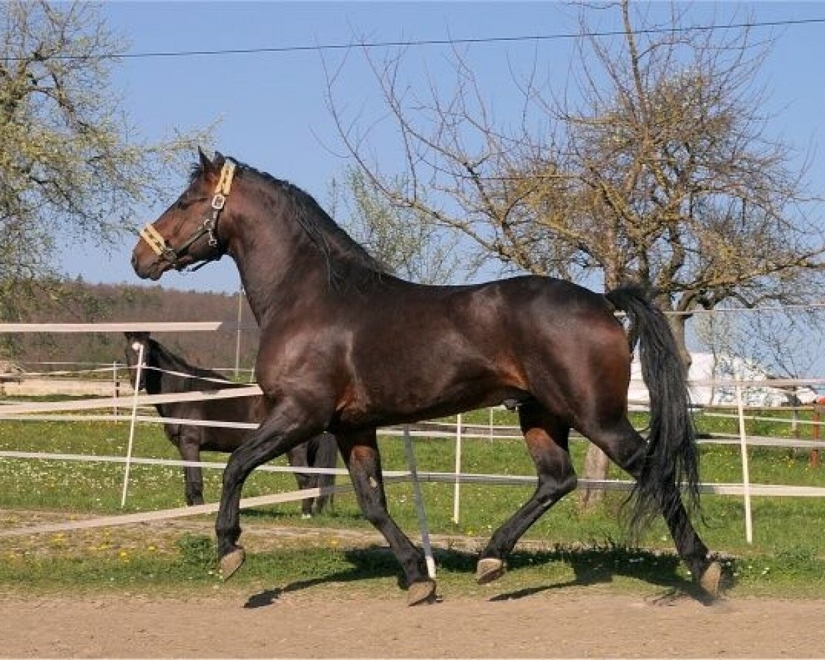 stallion Django von der Happy Horse Ranch (Knabstrupper, 1995, from Janus Hedevanggard)