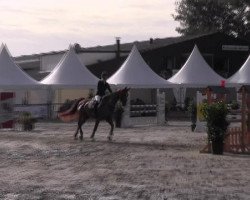 horse Danny Kaye 2 (Swedish Warmblood, 2001)